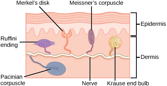 Skin Mechanoreceptors